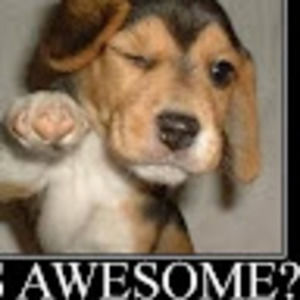 Meet your Posher, King